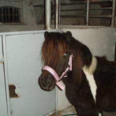 Shetlænder Prut *SOLGT*