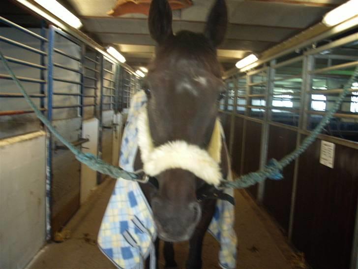 Traver Classic Lady R.I.P :-( - Hejsa og Velkommen til Lady´s profil. Når nu i er herinde, vil i så lige smide en kommentar og bedømmelse billede 1