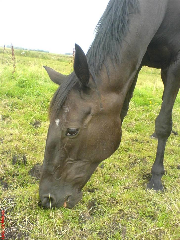 Traver Classic Lady R.I.P :-( - Lady hos den tidliger ejer billede 2
