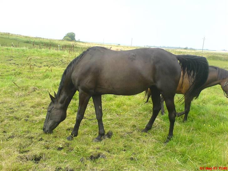 Traver Classic Lady R.I.P :-( - Lady hos den tidliger ejer billede 3