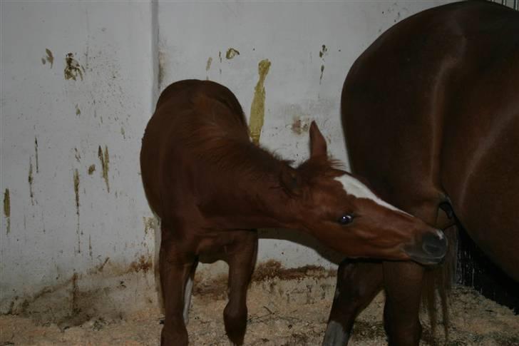 Arabisk fuldblod (OX) Noori-a-li - Solgt billede 14