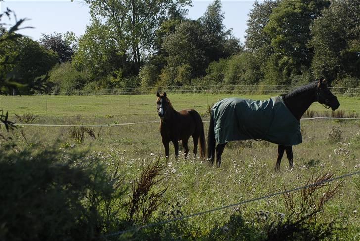 Anden særlig race Thor's Bonjour - Solgt - - billede 13