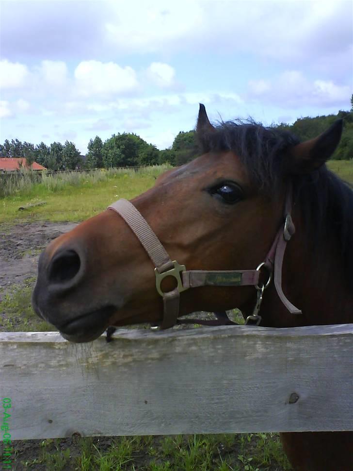 Anden særlig race pippi - du min søde pippi billede 8