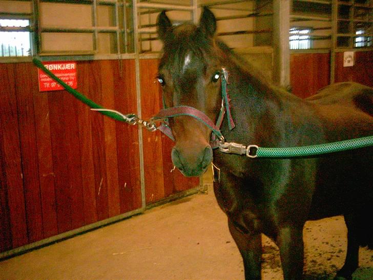 Anden særlig race Ami (SOLGT) :'( - 2# iihhhh Hvor rr hun altså bare smuk!!! billede 2