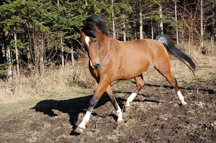 Tysk Varmblod ZANZARIN aka. Simba - Hvem sagde blærerøv? Marts 2011 billede 9