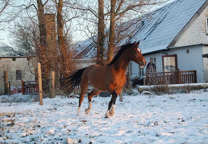 Tysk Varmblod ZANZARIN aka. Simba - 4: Looks like an early winter | november 2010 billede 11