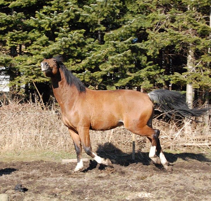 Tysk Varmblod ZANZARIN aka. Simba - 6: min forårsglade blærerøv :-) billede 13