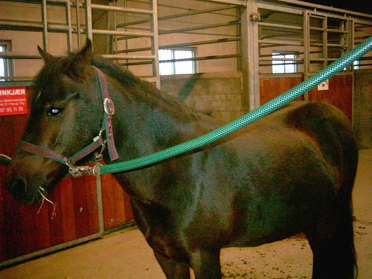 Anden særlig race Ami (SOLGT) :'( - 3# Ja hun er jo køn det har jeg sagt billede 3