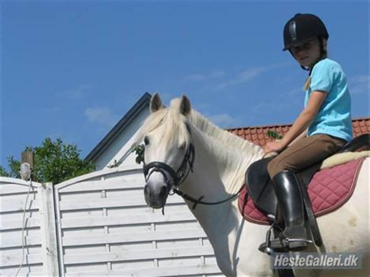 Welsh Mountain (sec A) Moonlight  - Moonie og hendes nye ejer som os hedder Line =D billede 17