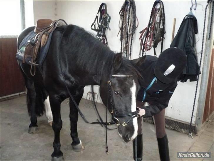 Anden særlig race » Spirit - Solgt. - Spirit og mig. billede 10