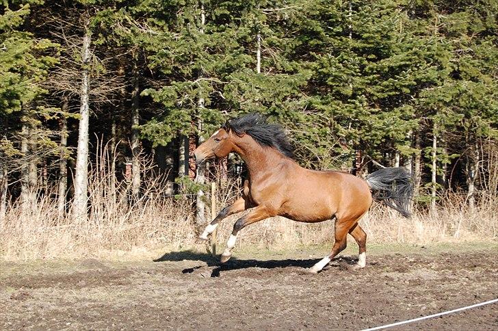 Tysk Varmblod ZANZARIN aka. Simba - 15: FORÅR I LUFTEN! d. 6 marts 2011 billede 16