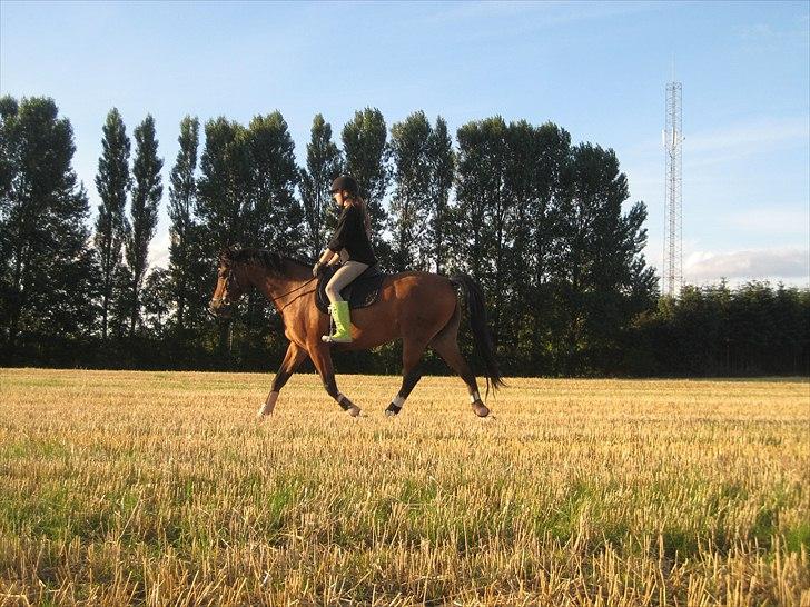 Tysk Varmblod ZANZARIN aka. Simba - 17: Træning sensommer 2010 billede 18