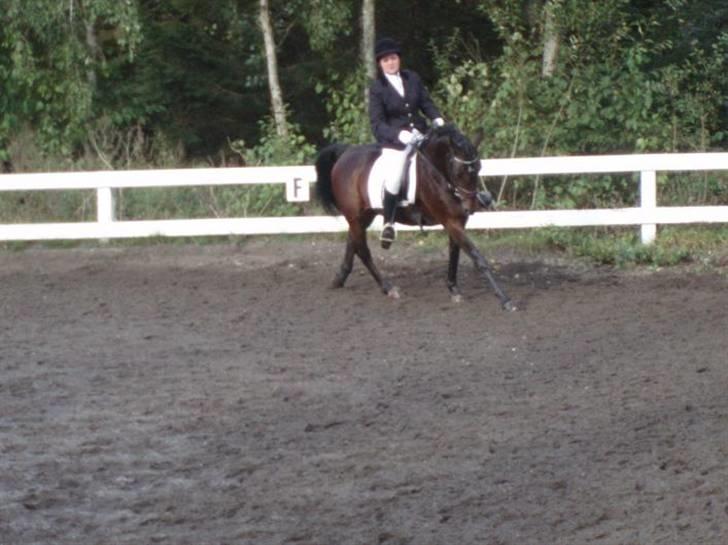 Anden særlig race SWEET WONDER ~ solgt. billede 15