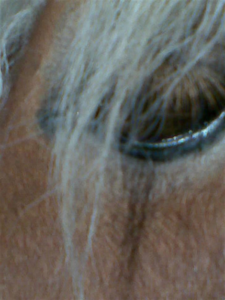 Shetlænder Pikatju Himmelhesten - se mit skønne øje her  billede 1