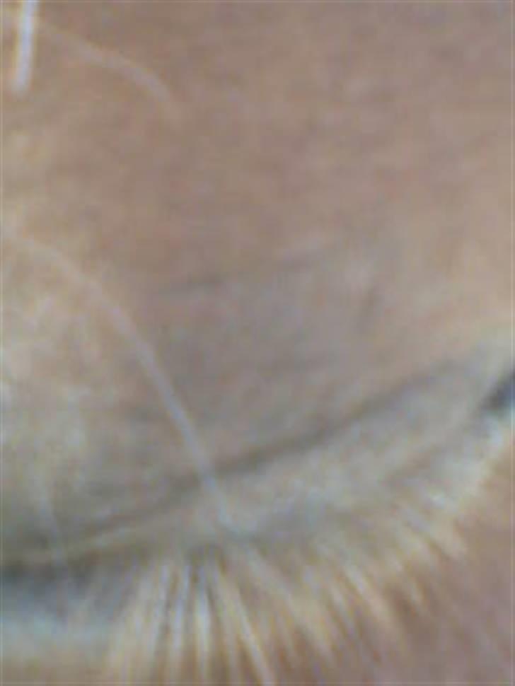 Shetlænder Pikatju Himmelhesten - og nu lukker jeg det for at drille  billede 2