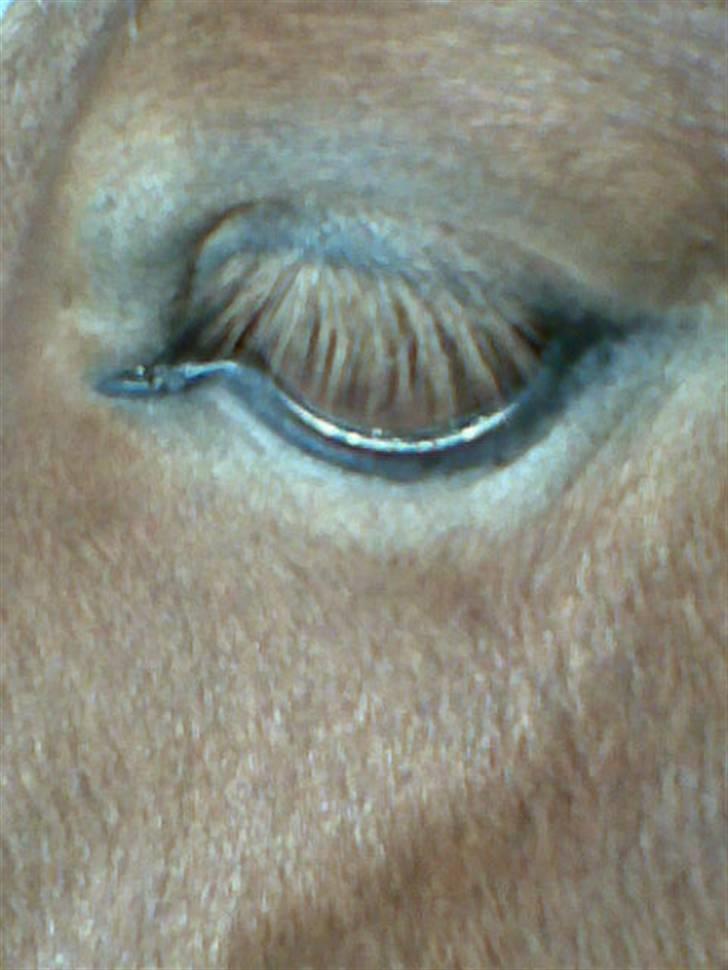 Shetlænder Pikatju Himmelhesten billede 3