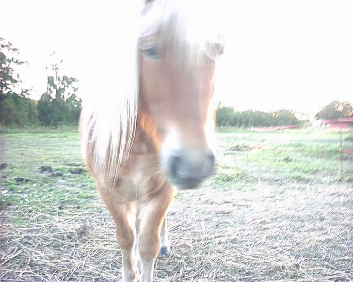 Shetlænder Pikatju Himmelhesten billede 4