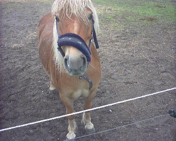 Shetlænder Pikatju Himmelhesten billede 5