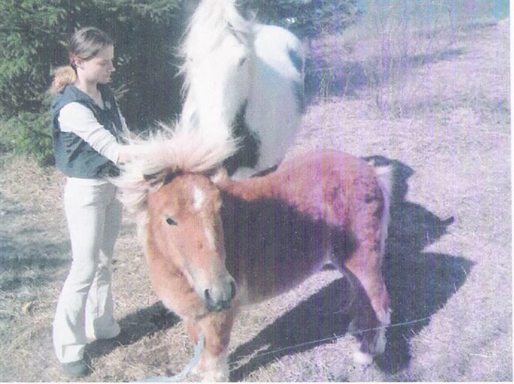 Shetlænder Pikatju Himmelhesten - se her er jeg lidt tynd men jeg har da fået lidt pels på igen  billede 6