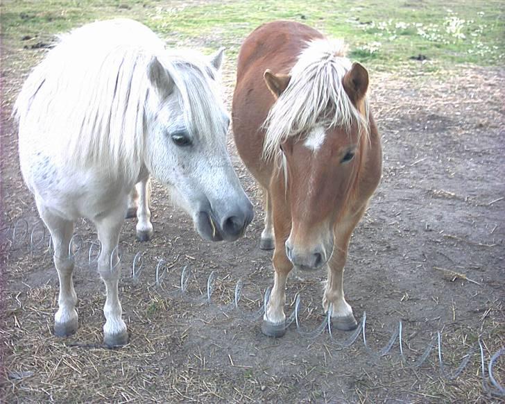 Shetlænder Pikatju Himmelhesten billede 7