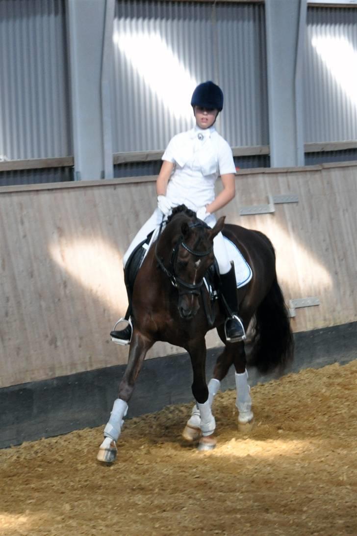 Anden særlig race Fabian - opvarmining til distriktsmesterskabet 09. Versade billede 13