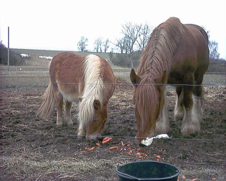Shetlænder Pikatju Himmelhesten billede 8