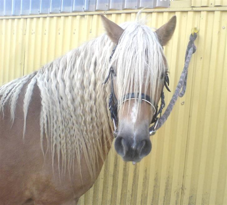 Haflinger Santana - Og baby med krøller :D billede 13