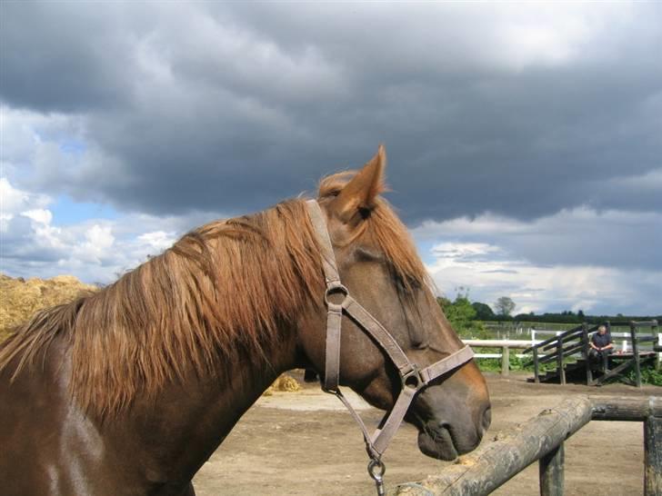 Anden særlig race Gosha. vsr - Du er bare alt min skat billede 2