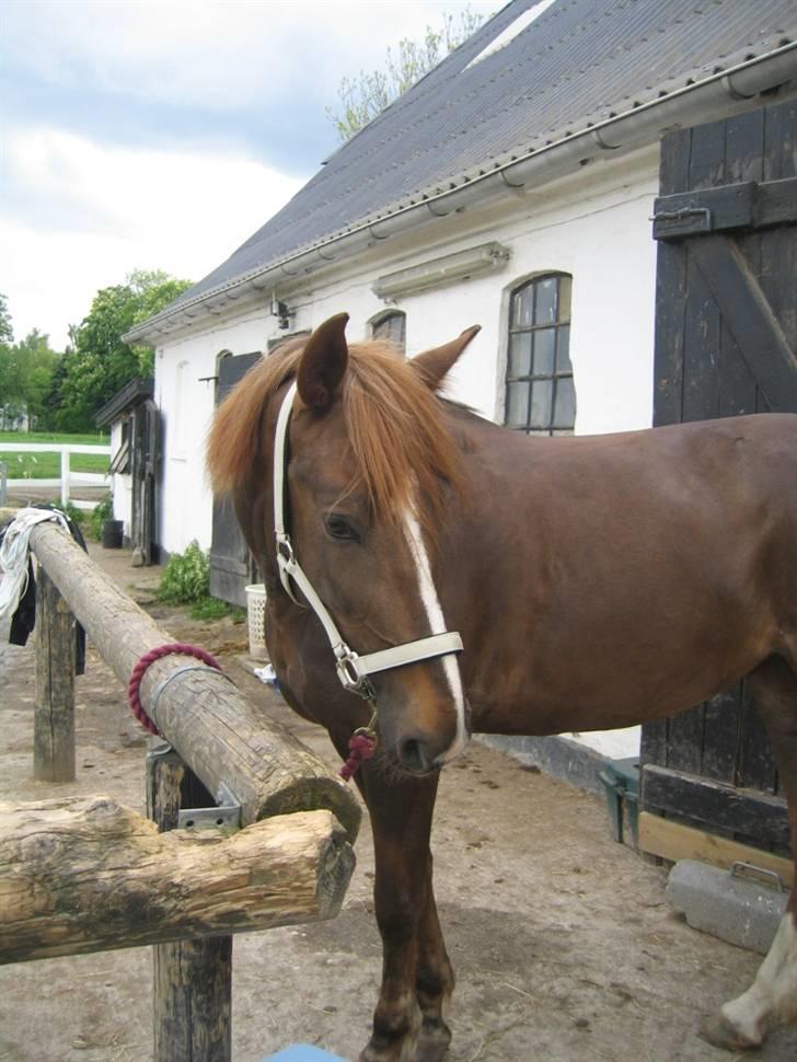 Anden særlig race Gosha. vsr - F*** jeg savner og ride på dig Savner hvær torsdag :´( huns en ting jeg elsker dig og vil altid gøre det billede 3