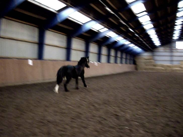 Anden særlig race » Spirit - Solgt. - Spirit. billede 11