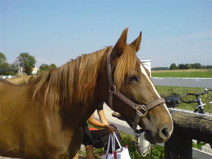 Anden særlig race Gosha. vsr - Elsker dig min skat..  billede 4