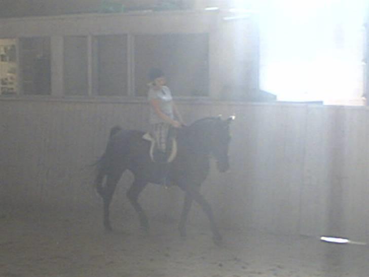 Oldenborg HHE's Turbo - † R.I.P † - Han går så godt :D [Foto: Kasper] billede 2