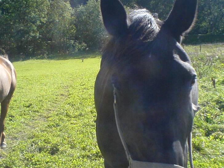 Oldenborg HHE's Turbo - † R.I.P † - Kaldte på ham , og prøvede at fange et billede i fuld figur på fold , HAH ! [Foto: Mig] billede 4