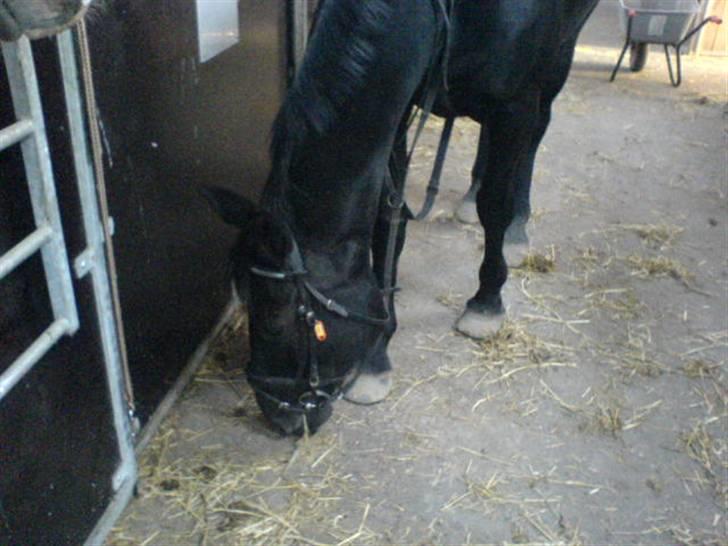 Oldenborg HHE's Turbo - † R.I.P † - Æder lidt af halmen fra udmugningen :s Heeh , [Foto: Mig] billede 6