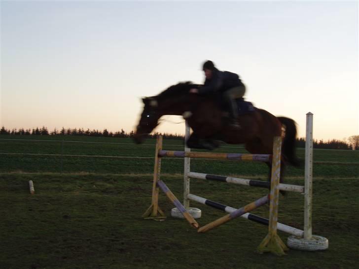 Hollandsk Varmblod Twister  *SOLGT* - #2       135cm billede 2