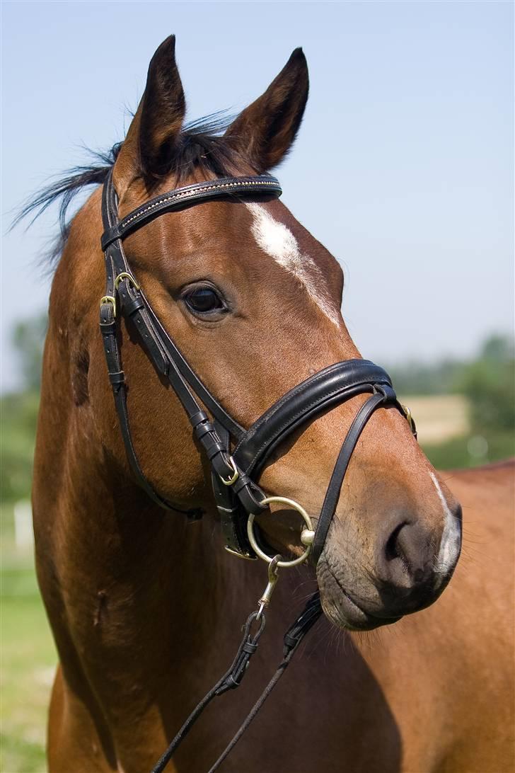 Dansk Varmblod Damgårdens CasiopejaR.I.P billede 1