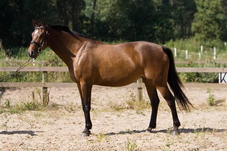 Dansk Varmblod Damgårdens CasiopejaR.I.P billede 2