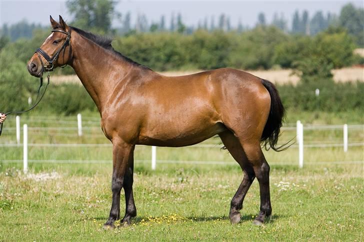 Dansk Varmblod Damgårdens CasiopejaR.I.P billede 3