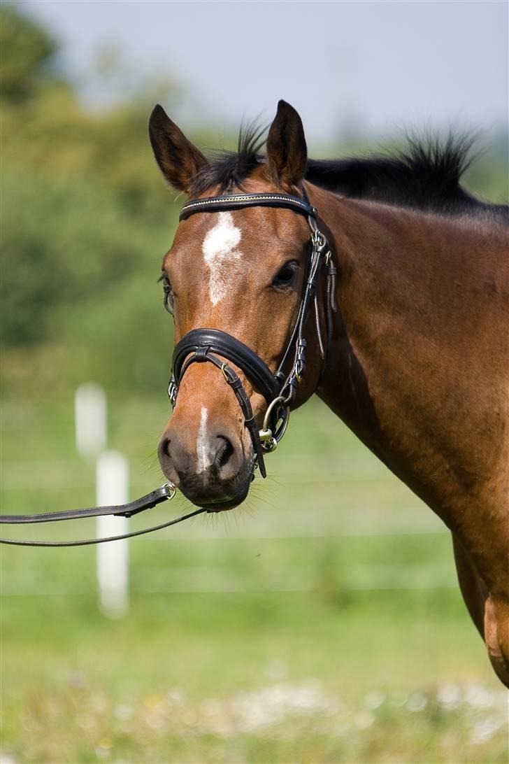 Dansk Varmblod Damgårdens CasiopejaR.I.P billede 4