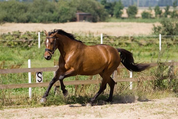 Dansk Varmblod Damgårdens CasiopejaR.I.P billede 5