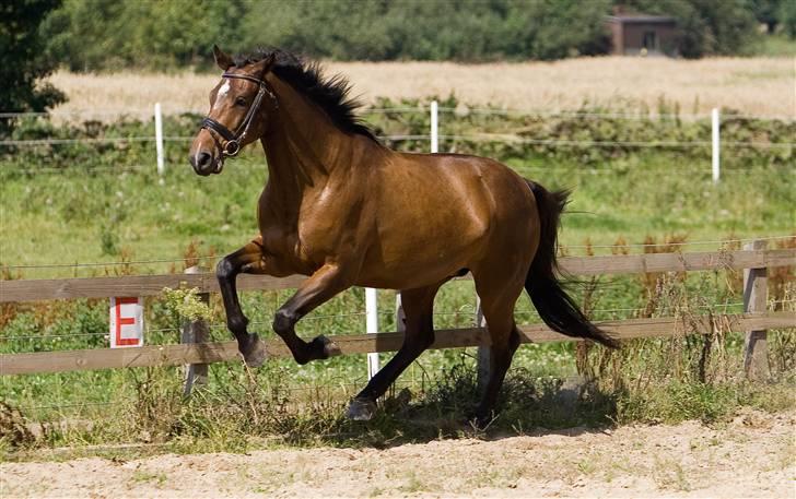 Dansk Varmblod Damgårdens CasiopejaR.I.P billede 6