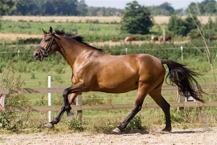 Dansk Varmblod Damgårdens CasiopejaR.I.P billede 7
