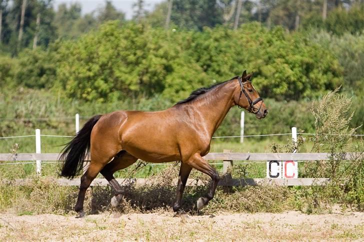 Dansk Varmblod Damgårdens CasiopejaR.I.P billede 8