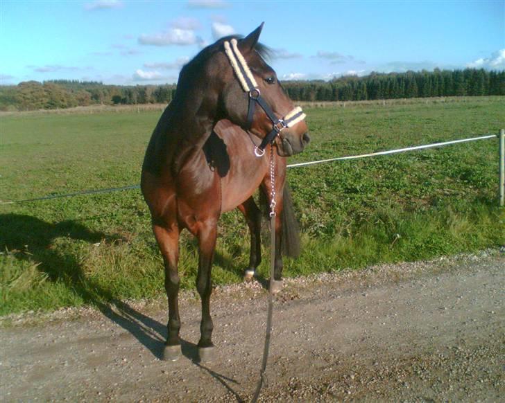 New Forest Elmholts Corso - Har lånt - Corso :) billede 4