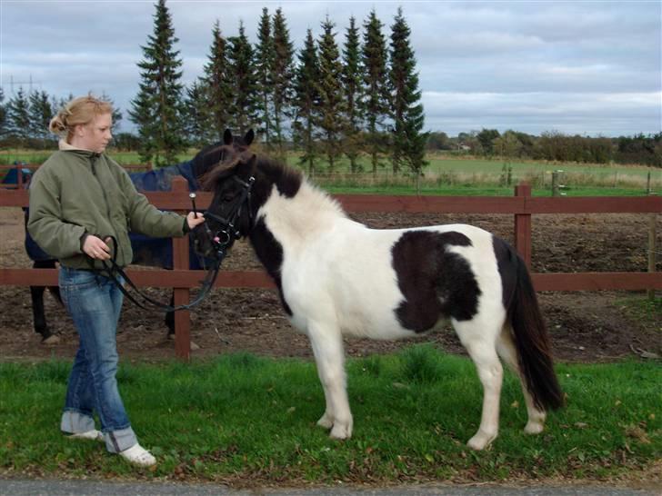 Anden særlig race Flicka Solgt  - Nyt: Flicka har lige været ude at gå lidt...  (taget d. 12/10 2007) billede 18