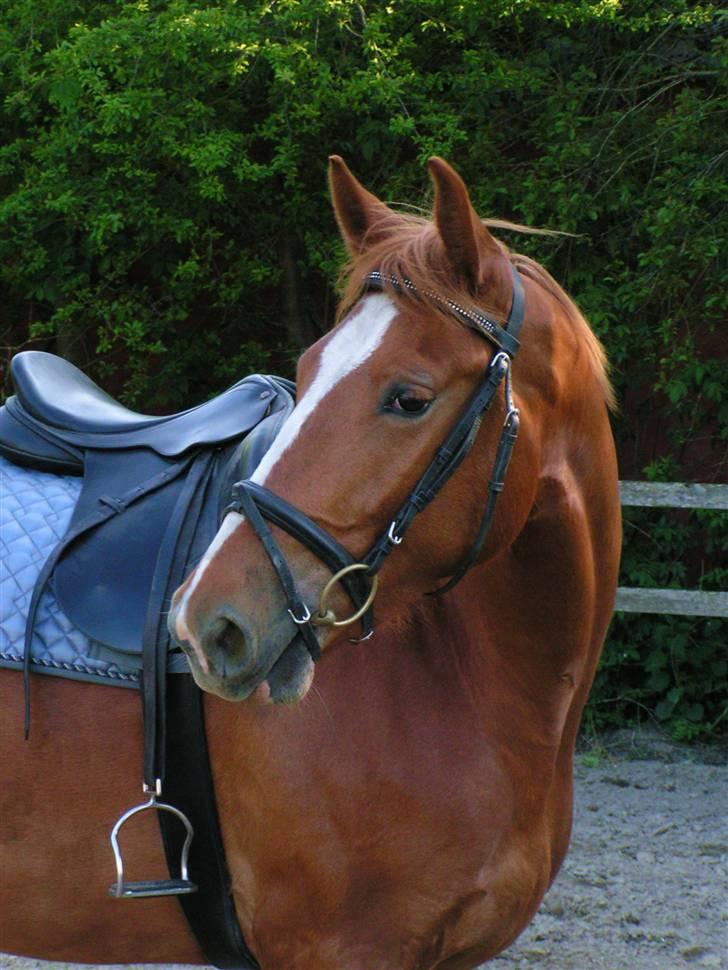 Frederiksborg Eislinn billede 15