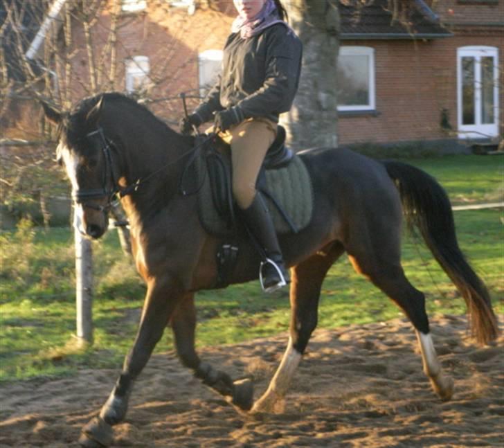 DSP Lintrupgaard Fabian solgt - Nyt 23.11.07 billede 18