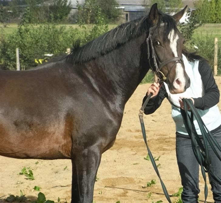 DSP Lintrupgaard Fabian solgt billede 19