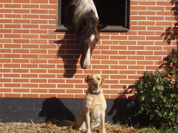 Pinto Fandango AVLSHINGST SOLGT - Mig og hunden Santa... billede 8