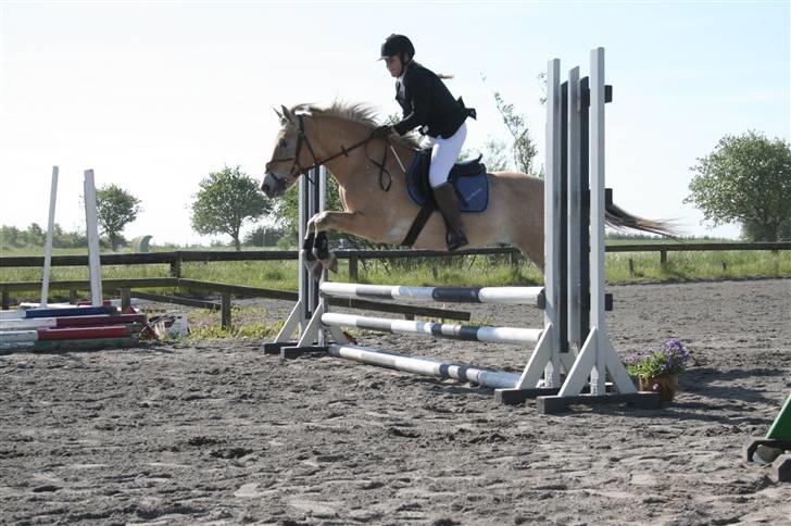 Anden særlig race Jerry (Aflivet) - Farmland Cup » LE. billede 7